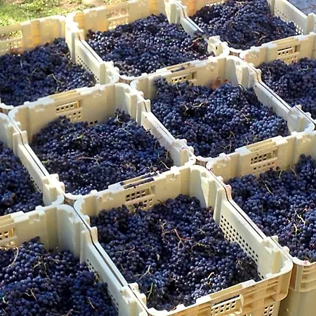 Chateau Pierre De Lune Oda ve Kahvaltı Saint-Émilion